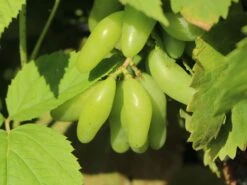 Weintraube 'Souvenir' ® / 'Datteltraube' 13 Weintraube 'Souvenir' ® / 'Datteltraube' -Günstiges Erd Seele Geschäft weintraube souvenir datteltraube m052529 w 3