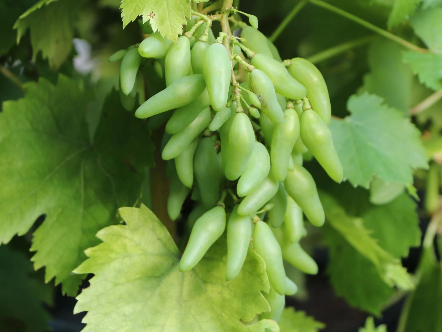 Weintraube 'Souvenir' ® / 'Datteltraube' 4 Weintraube 'Souvenir' ® / 'Datteltraube' – Bild 2