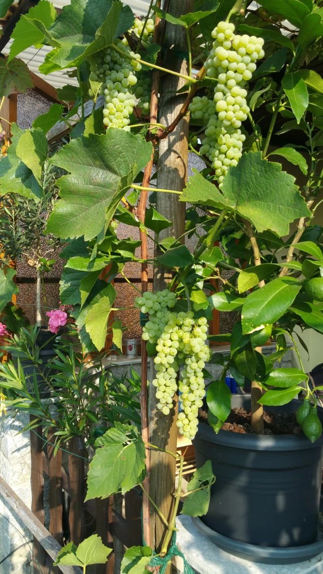 Weintraube 'Suzi' 6 Weintraube 'Suzi' – Bild 4