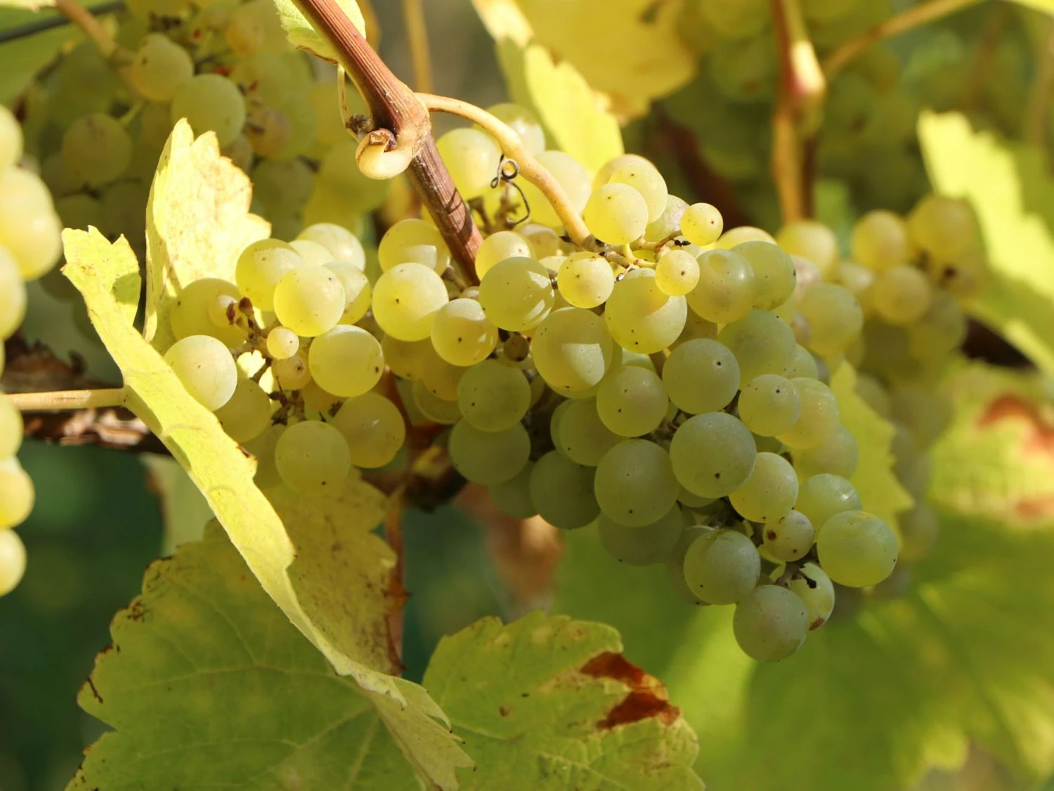 Weintraube 'Suzi' 3 Weintraube 'Suzi'