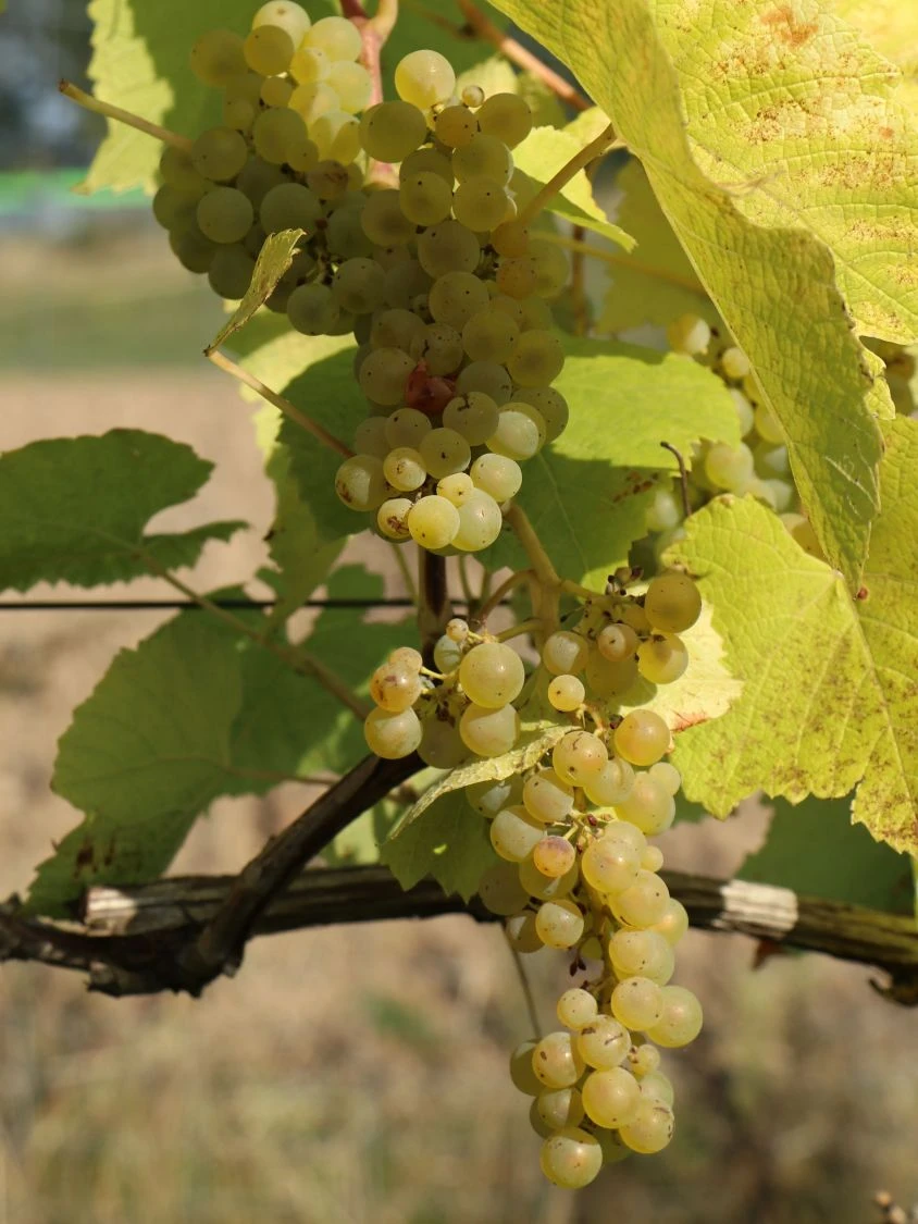 Weintraube 'Suzi' 5 Weintraube 'Suzi' – Bild 3