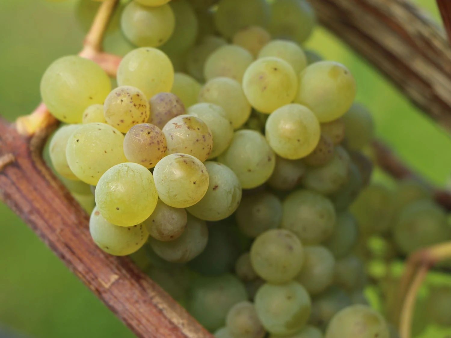 Weintraube 'Suzi' 4 Weintraube 'Suzi' – Bild 2