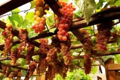 Weintraube 'Vanessa' ® -Günstiges Erd Seele Geschäft weintraube vanessa m009943 276774 0