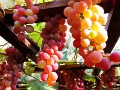 Weintraube 'Vanessa' ® -Günstiges Erd Seele Geschäft weintraube vanessa m009943 276774 1