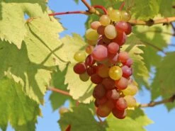 Weintraube 'Vanessa' ®