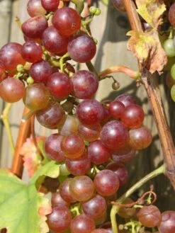 Weintraube 'Vanessa' ® -Günstiges Erd Seele Geschäft weintraube vanessa m009943 w 0