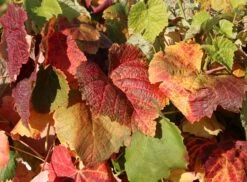 Weintraube 'Vanessa' ® -Günstiges Erd Seele Geschäft weintraube vanessa m009943 w 2