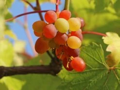 Weintraube 'Vanessa' ® -Günstiges Erd Seele Geschäft weintraube vanessa m009943 w 3