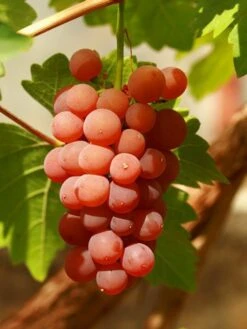 Weintraube 'Vanessa' ® -Günstiges Erd Seele Geschäft weintraube vanessa m009943 w 4