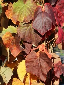 Weintraube 'Venus' -Günstiges Erd Seele Geschäft weintraube venus m012630 w 0