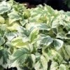 Weißbunter Giersch 'Variegata' -Günstiges Erd Seele Geschäft weissbunter giersch variegata m076671 h 0