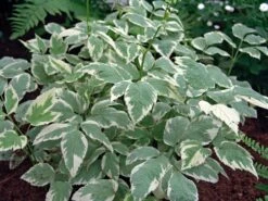 Weißbunter Giersch 'Variegata' 9 Weißbunter Giersch 'Variegata' -Günstiges Erd Seele Geschäft weissbunter giersch variegata m076671 w 0