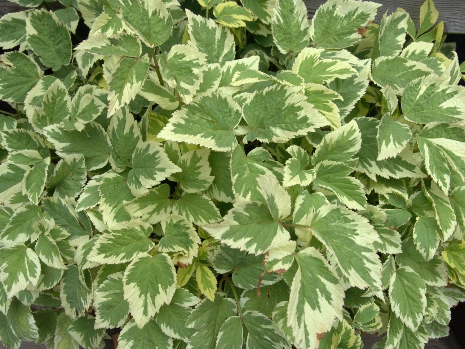 Weißbunter Giersch 'Variegata' 7 Weißbunter Giersch 'Variegata' – Bild 5