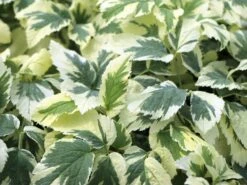 Weißbunter Giersch 'Variegata' 10 Weißbunter Giersch 'Variegata' -Günstiges Erd Seele Geschäft weissbunter giersch variegata m076671 w 2