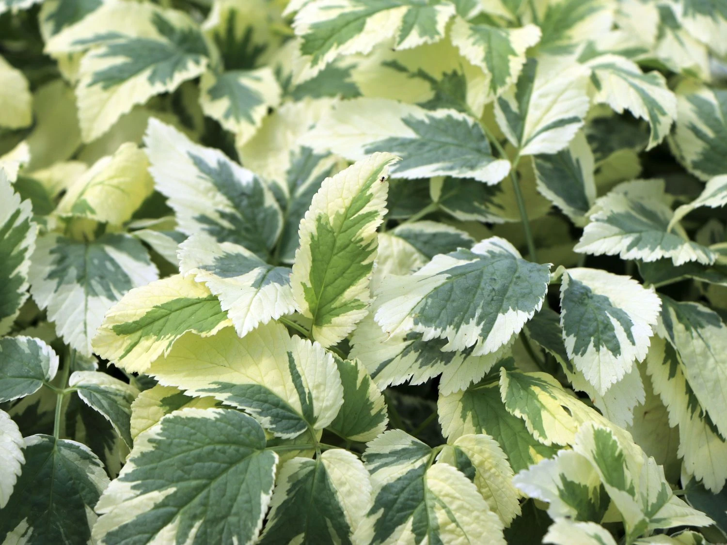 Weißbunter Giersch 'Variegata' 6 Weißbunter Giersch 'Variegata' – Bild 4