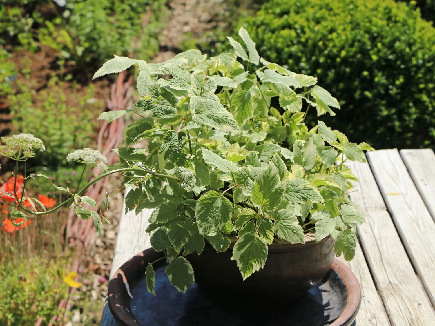 Weißbunter Giersch 'Variegata' 4 Weißbunter Giersch 'Variegata' – Bild 2