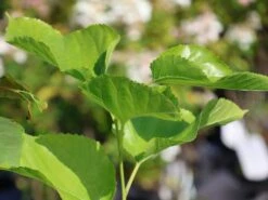 Weiße Maulbeere 'Gelso Bianco' -Günstiges Erd Seele Geschäft weisse maulbeere gelso bianco m123383 w 0