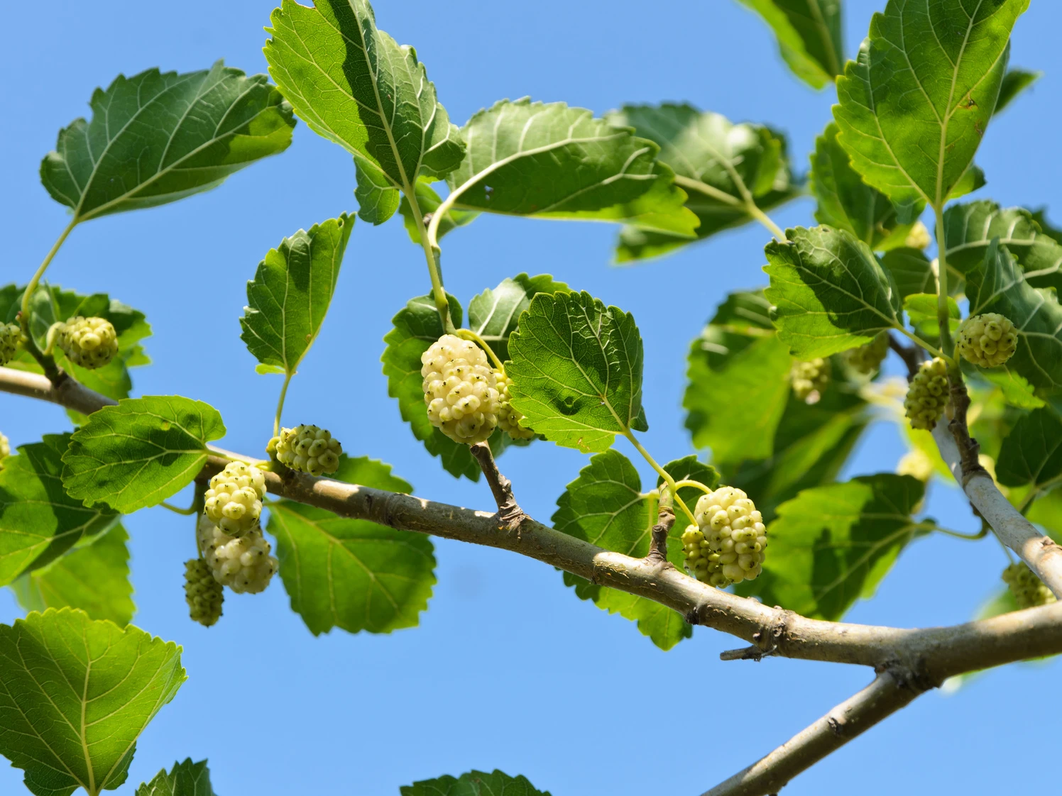 Weiße Maulbeere 3 Weiße Maulbeere