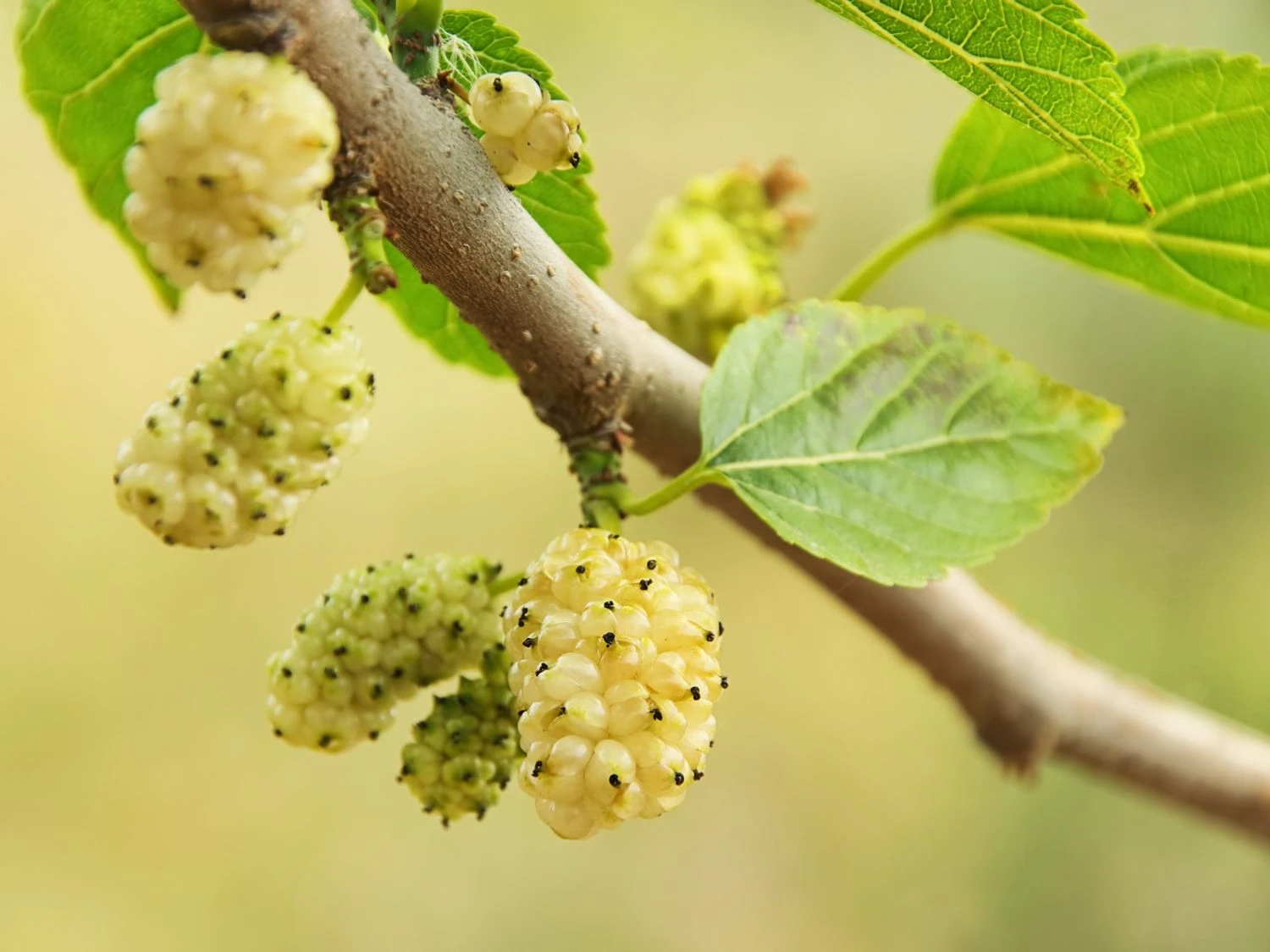 Weiße Maulbeere 7 Weiße Maulbeere – Bild 5