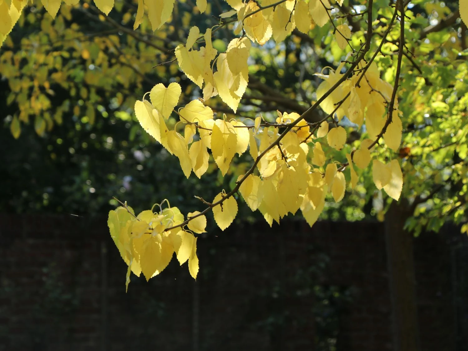 Weiße Maulbeere 4 Weiße Maulbeere – Bild 2