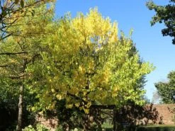 Weiße Maulbeere 9 Weiße Maulbeere -Günstiges Erd Seele Geschäft weisse maulbeere m012096 w 2