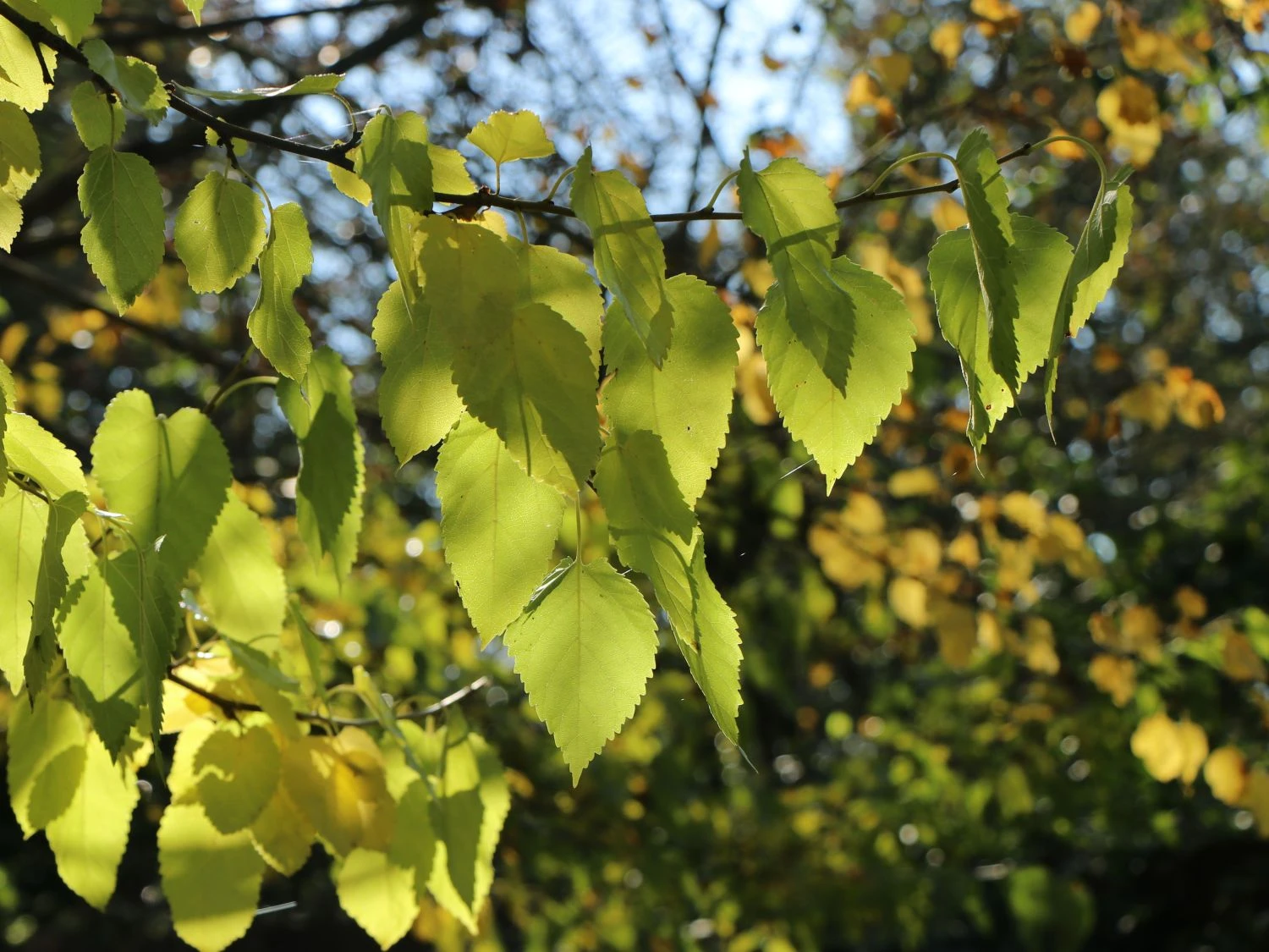 Weiße Maulbeere 6 Weiße Maulbeere – Bild 4