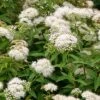 Weiße Zwergspiere 'Albiflora' -Günstiges Erd Seele Geschäft weisse zwergspiere albiflora m002234 h 0