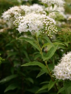 Weiße Zwergspiere 'Albiflora' -Günstiges Erd Seele Geschäft weisse zwergspiere albiflora m002234 w 1