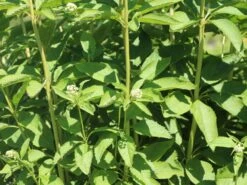 Weißer Wasserdost 'Bartered Bride' -Günstiges Erd Seele Geschäft weisser wasserdost bartered bride m080016 w 0