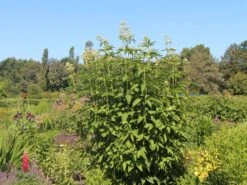 Weißer Wasserdost 'Bartered Bride' -Günstiges Erd Seele Geschäft weisser wasserdost bartered bride m080016 w 1