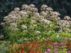 Weißer Wasserdost 'Bartered Bride' -Günstiges Erd Seele Geschäft weisser wasserdost bartered bride m080016 w 2