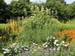 Weißer Wasserdost 'Bartered Bride' -Günstiges Erd Seele Geschäft weisser wasserdost bartered bride m080016 w 4