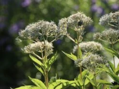 Weißer Wasserdost 'Bartered Bride' -Günstiges Erd Seele Geschäft weisser wasserdost bartered bride m080016 w 5