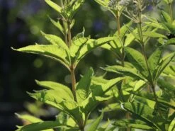 Weißer Wasserdost 'Bartered Bride' -Günstiges Erd Seele Geschäft weisser wasserdost bartered bride m080016 w 6