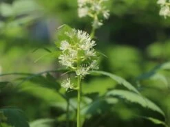 Weißfruchtiges Christophskraut 'Misty Blue' 7 Weißfruchtiges Christophskraut 'Misty Blue' -Günstiges Erd Seele Geschäft weissfruchtiges christophskraut misty blue m061580 w 0