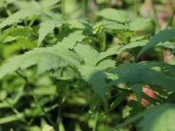 Weißfruchtiges Christophskraut 'Misty Blue' 6 Weißfruchtiges Christophskraut 'Misty Blue' -Günstiges Erd Seele Geschäft weissfruchtiges christophskraut misty blue m061580 w 1