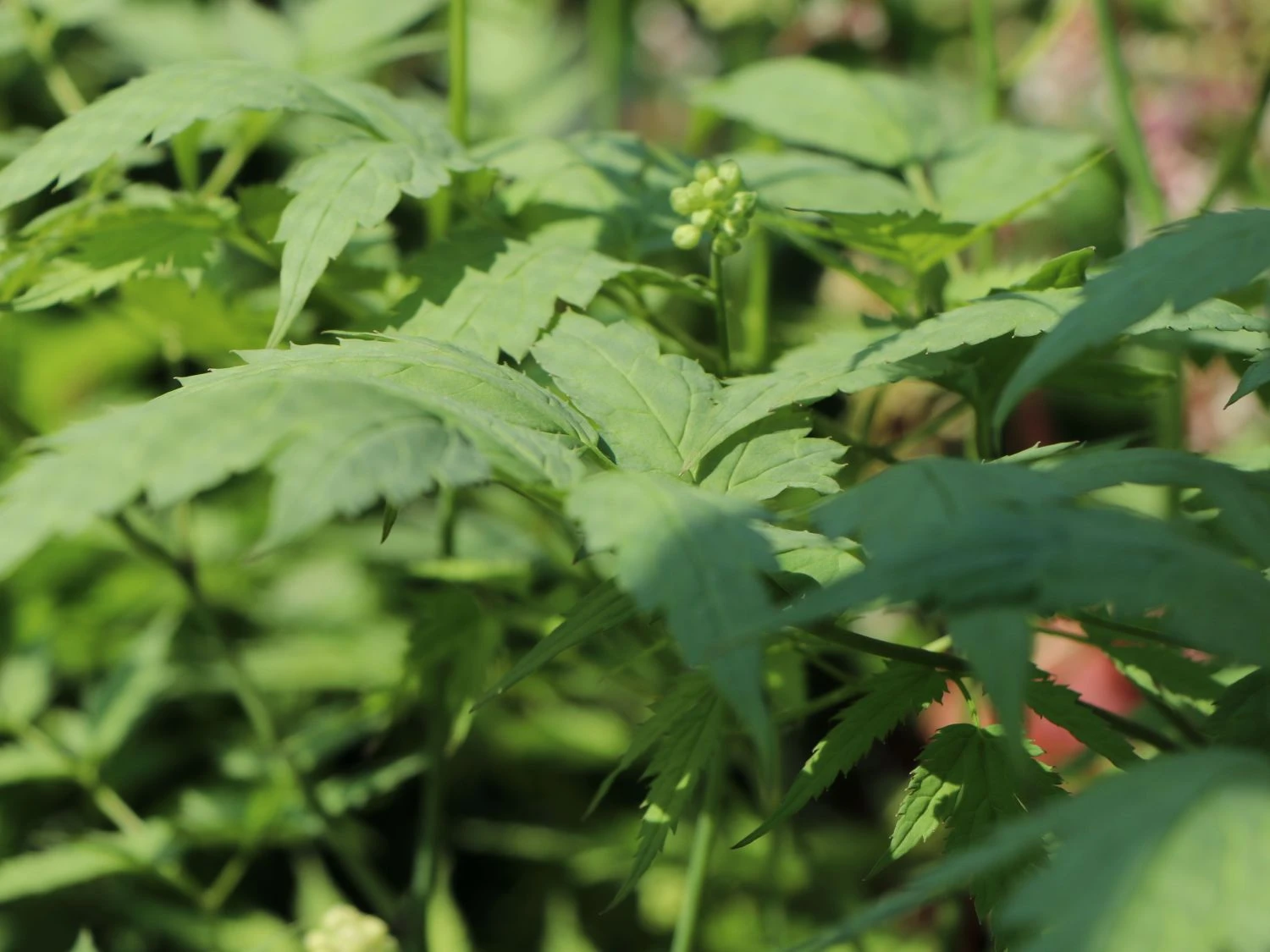 Weißfruchtiges Christophskraut 'Misty Blue' 4 Weißfruchtiges Christophskraut 'Misty Blue' – Bild 2