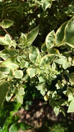 Weißgerandeter Ovalblättriger Liguster 'Argenteum' 9 Weißgerandeter Ovalblättriger Liguster 'Argenteum' -Günstiges Erd Seele Geschäft weissgerandeter ovalblaettriger liguster argenteum m008178 1179303 0