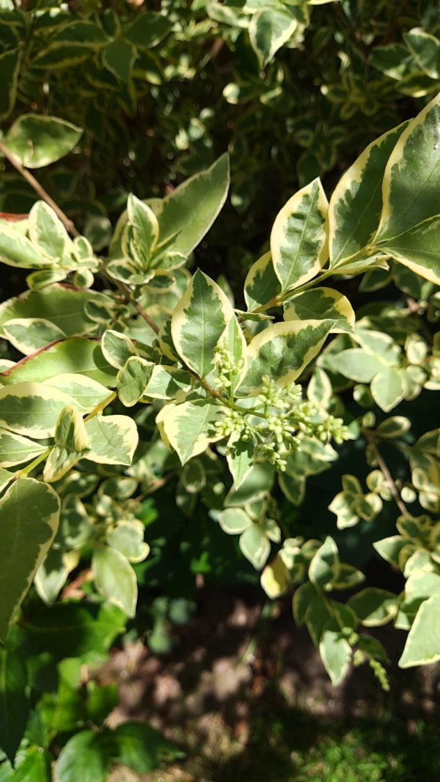 Weißgerandeter Ovalblättriger Liguster 'Argenteum' 6 Weißgerandeter Ovalblättriger Liguster 'Argenteum' – Bild 4