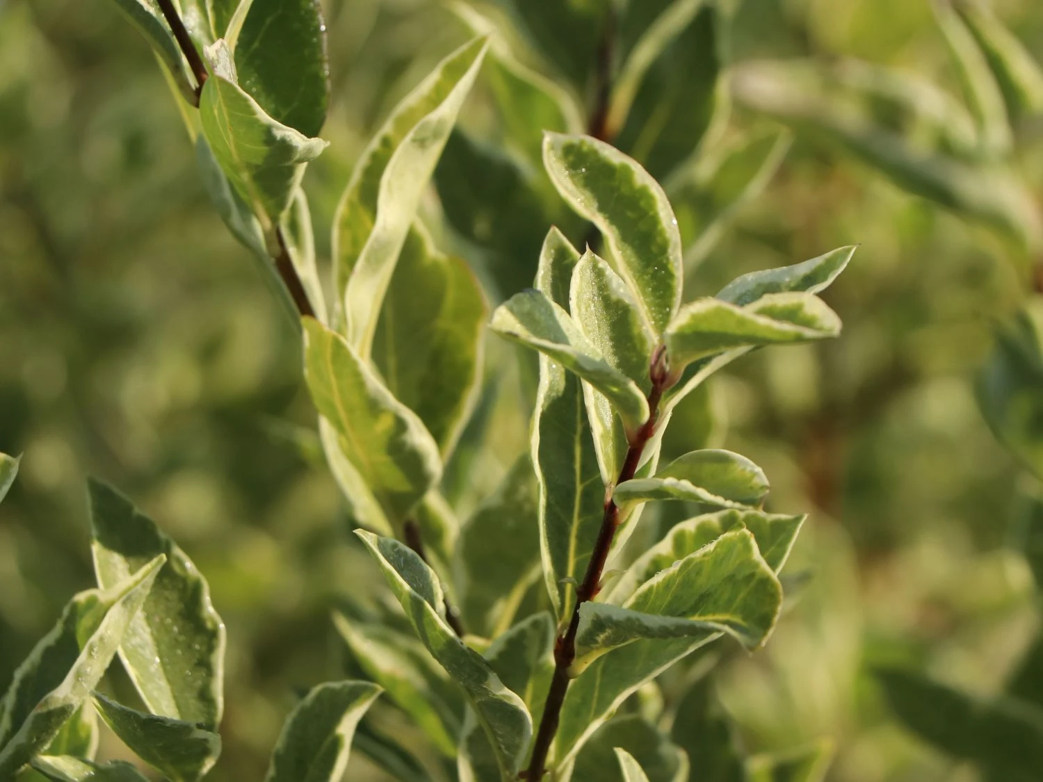 Weißgerandeter Ovalblättriger Liguster 'Argenteum' 4 Weißgerandeter Ovalblättriger Liguster 'Argenteum' – Bild 2