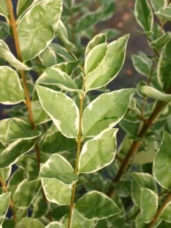 Weißgerandeter Ovalblättriger Liguster 'Argenteum' 8 Weißgerandeter Ovalblättriger Liguster 'Argenteum' -Günstiges Erd Seele Geschäft weissgerandeter ovalblaettriger liguster argenteum m008178 w 1