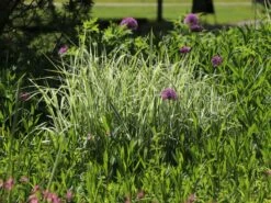 Weißgestreifter Chinaschilf 'Variegatus' 15 Weißgestreifter Chinaschilf 'Variegatus' -Günstiges Erd Seele Geschäft weissgestreifter chinaschilf variegatus m009083 w 0