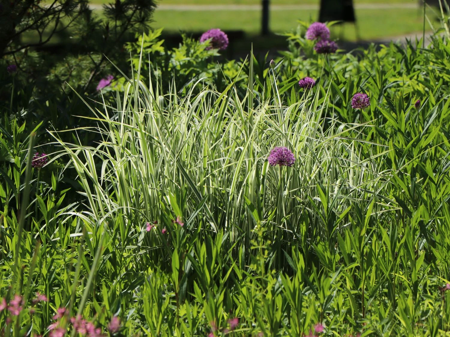 Weißgestreifter Chinaschilf 'Variegatus' 7 Weißgestreifter Chinaschilf 'Variegatus' – Bild 5