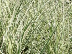 Weißgestreifter Chinaschilf 'Variegatus' 18 Weißgestreifter Chinaschilf 'Variegatus' -Günstiges Erd Seele Geschäft weissgestreifter chinaschilf variegatus m009083 w 1