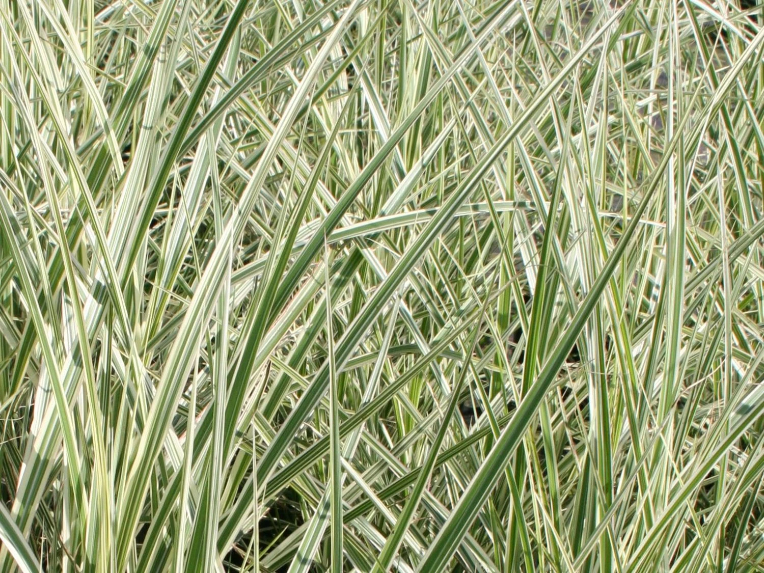 Weißgestreifter Chinaschilf 'Variegatus' 10 Weißgestreifter Chinaschilf 'Variegatus' – Bild 8