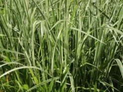 Weißgestreifter Chinaschilf 'Variegatus' 17 Weißgestreifter Chinaschilf 'Variegatus' -Günstiges Erd Seele Geschäft weissgestreifter chinaschilf variegatus m009083 w 2