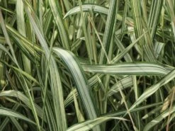 Weißgestreifter Chinaschilf 'Variegatus' 13 Weißgestreifter Chinaschilf 'Variegatus' -Günstiges Erd Seele Geschäft weissgestreifter chinaschilf variegatus m009083 w 3