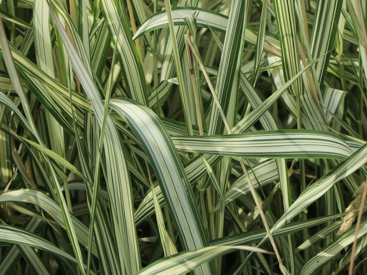 Weißgestreifter Chinaschilf 'Variegatus' 5 Weißgestreifter Chinaschilf 'Variegatus' – Bild 3