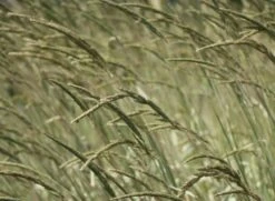 Weißgestreifter Chinaschilf 'Variegatus' 14 Weißgestreifter Chinaschilf 'Variegatus' -Günstiges Erd Seele Geschäft weissgestreifter chinaschilf variegatus m009083 w 4