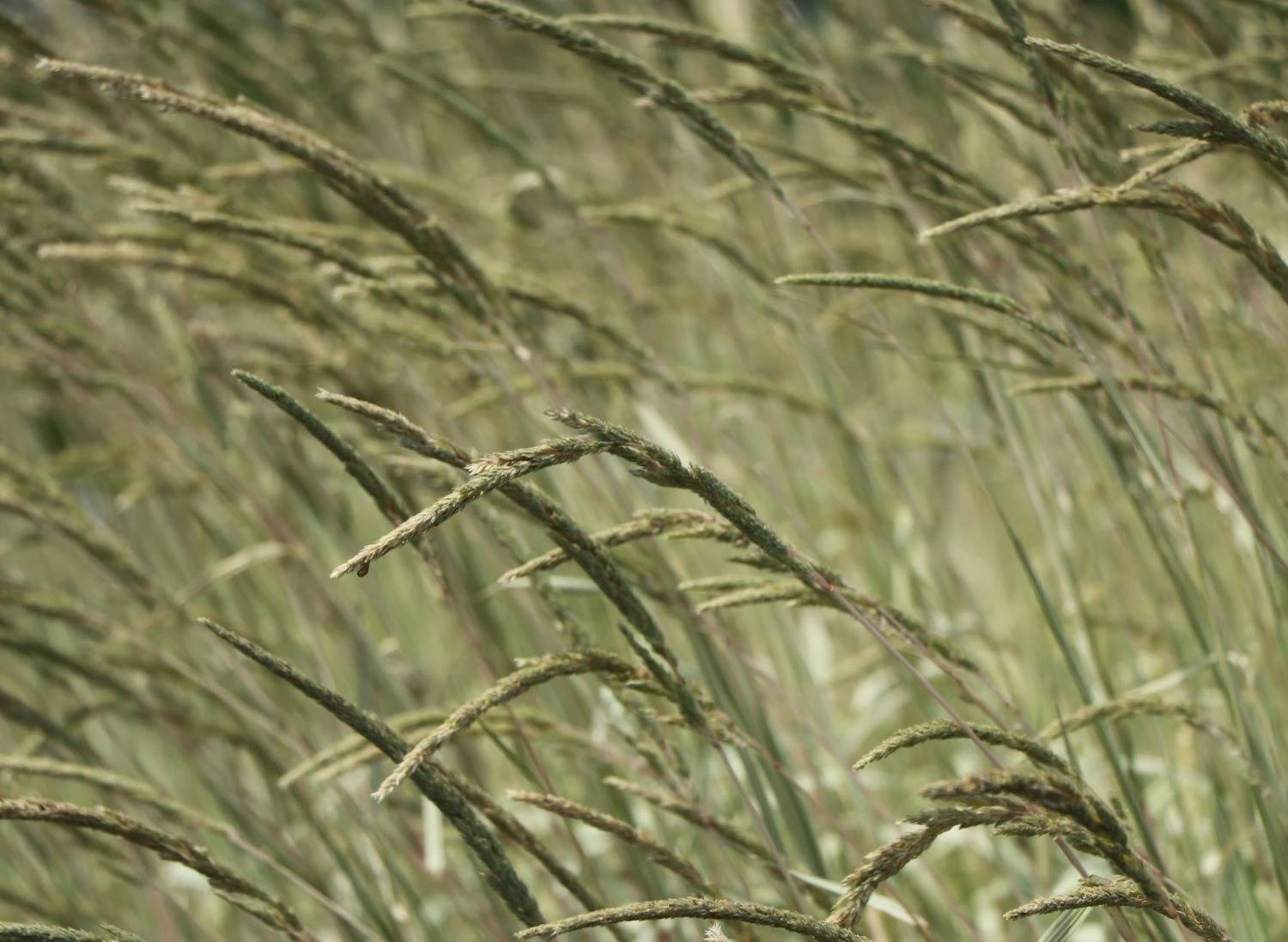 Weißgestreifter Chinaschilf 'Variegatus' 6 Weißgestreifter Chinaschilf 'Variegatus' – Bild 4